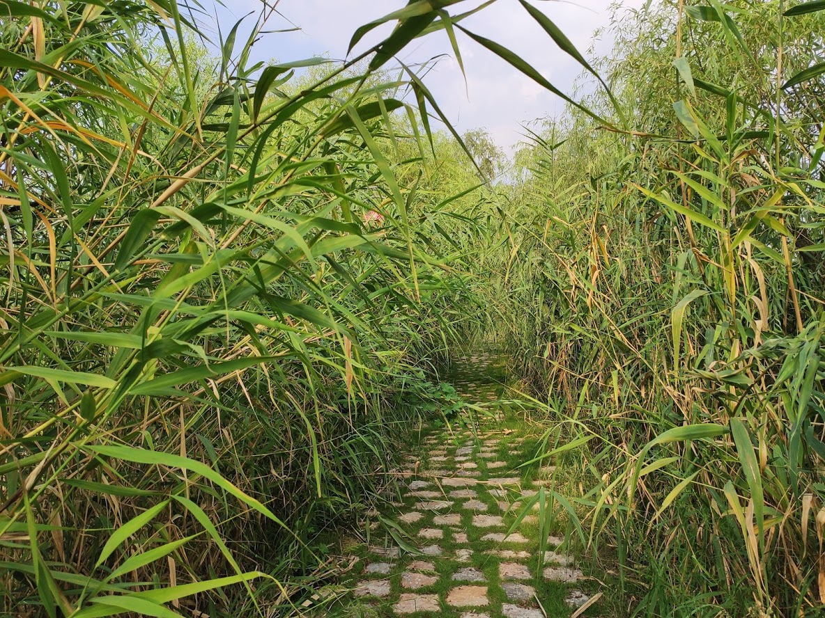 淮南 焦岗湖